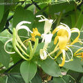 White Honeysuckle Vine Bare Root | Fragrant Climbing Plant Lonicera periclymenum | Scented Garden Vine