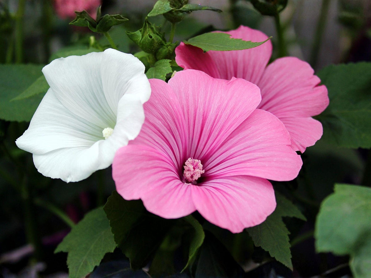 40 Seeds Rose Mallow Dwarf White Hardy Hibiscus Heirloom Flower