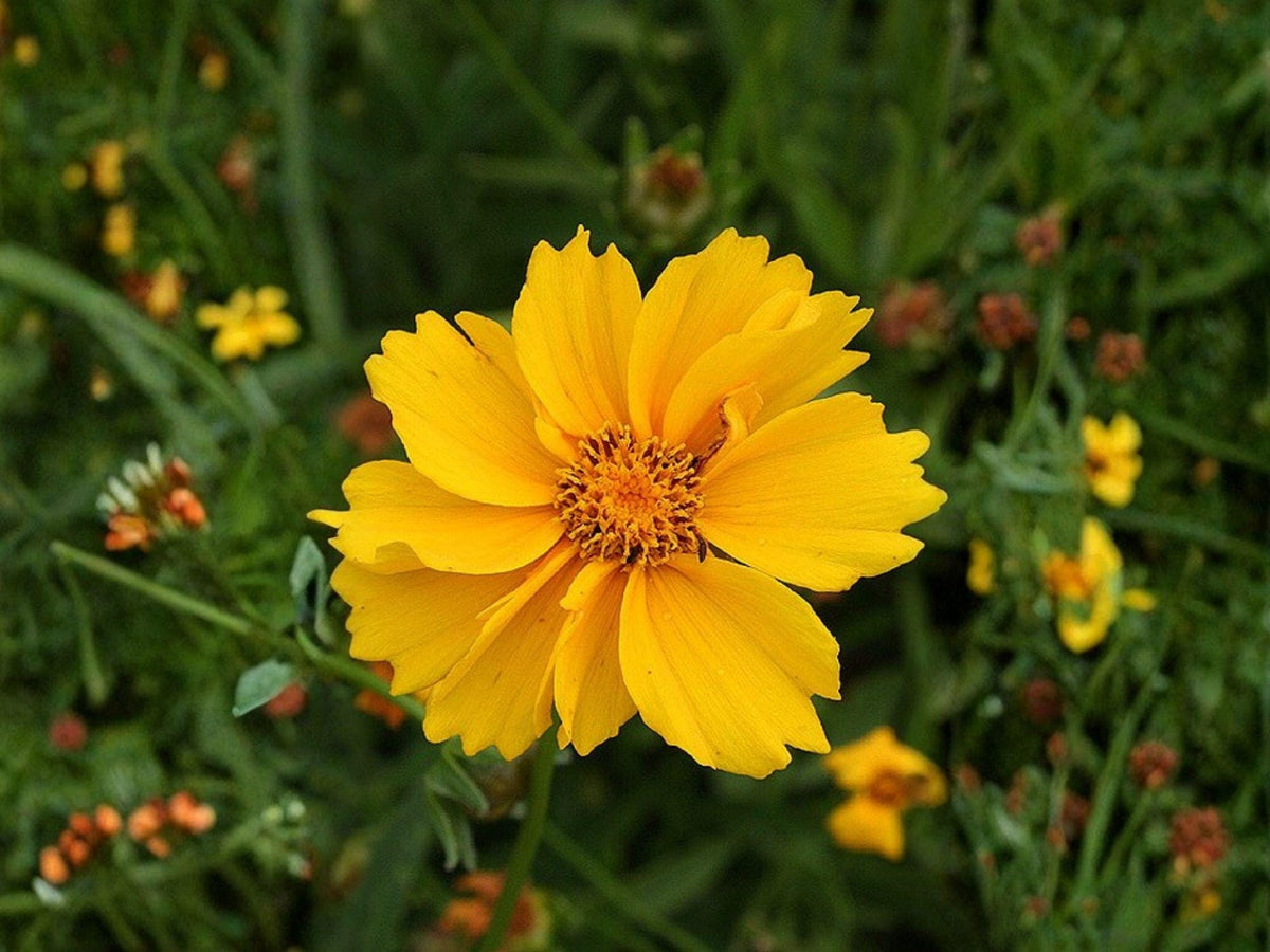 50 Seeds Lance Leaved Dwarf Coreopsis Heirloom Wildflower Garden Planting