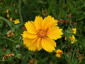 Lance Leaved Dwarf Coreopsis Seeds - Heirloom Non-GMO Wildflower Garden Planting - Bright Yellow Daisy-Like Blooms