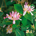 Antique Pink Honeysuckle Vine Bare Root Climbing Plant Fragrant Pink Blooms Lonicera spp.
