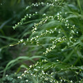 Smartweed Seeds 30 Persicaria punctata Dotted Smartweed Wetland Water Garden Annual Flowering Plant