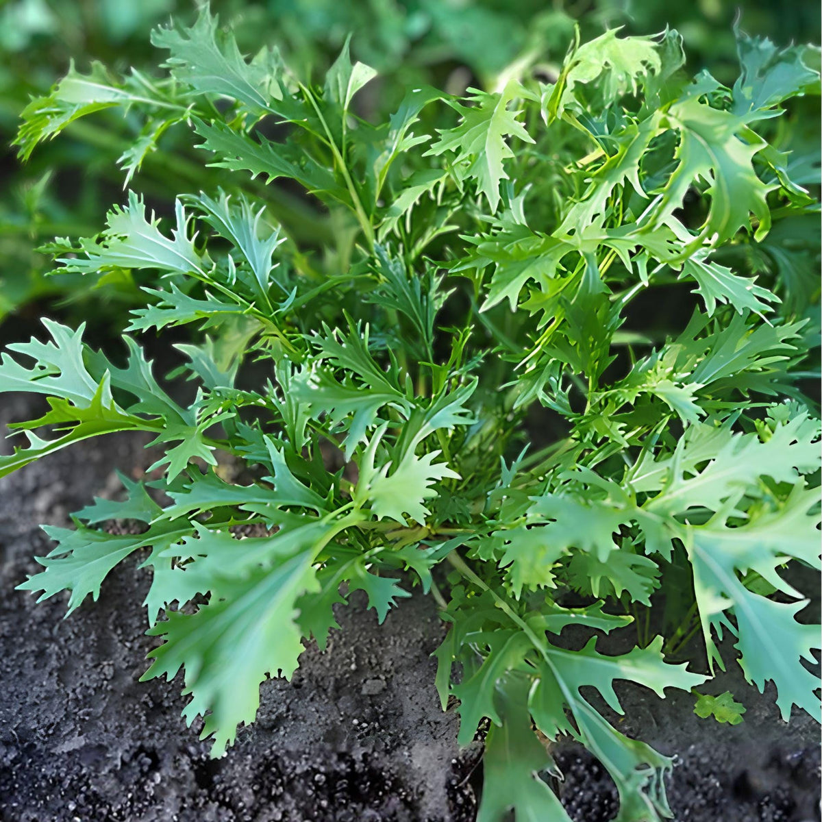 Mizuna Seeds 150 Pack – Brassica rapa Leafy Green Vegetable for Garden & Container Growing