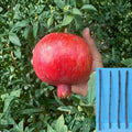 4 Punica granatum Wonderful Cuttings Pomegranate Red Fruit Live Plant