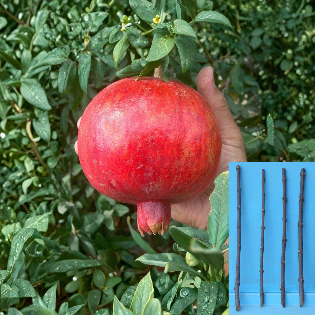 4 Punica granatum Wonderful Cuttings Pomegranate Red Fruit Live Plant