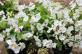10 Pelleted Seeds White Begonia Wax Begonia Semperflorens