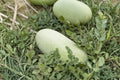 Heirloom Organic Charleston Grey Watermelon Seeds – Non-GMO Giant Sweet Melon, Juicy Red Flesh, Heat Tolerant