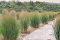 Switchgrass Seeds 100 ct - Panicum virgatum - Warm-Season Perennial Grass for Prairie Restoration & Erosion Control