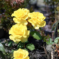 Sunsprite Rose 2 Gal Floribunda Plant – Deep Yellow Blooms, Garden Shrub, Rosa floribunda