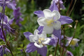 Rocky Mountain Columbine Seeds (100) | Blue Aquilegia caerulea Wildflower for Gardens & Borders