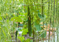 Suyo Long Cucumber Seeds - Heirloom Non-GMO, Asian Long Sweet Crisp Vegetables for Garden Planting