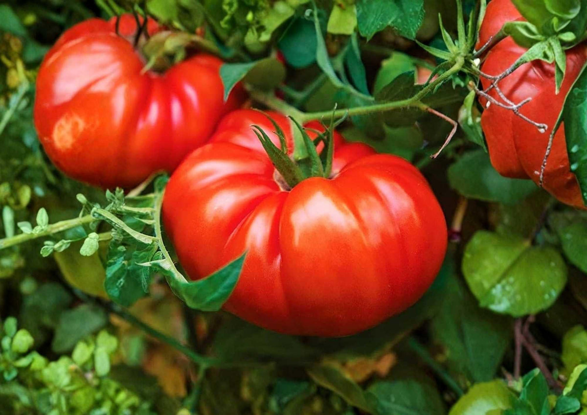 Beefsteak Tomato Seeds - Heirloom Large Red Slicing Vegetables for Garden Planting, Solanum lycopersicum