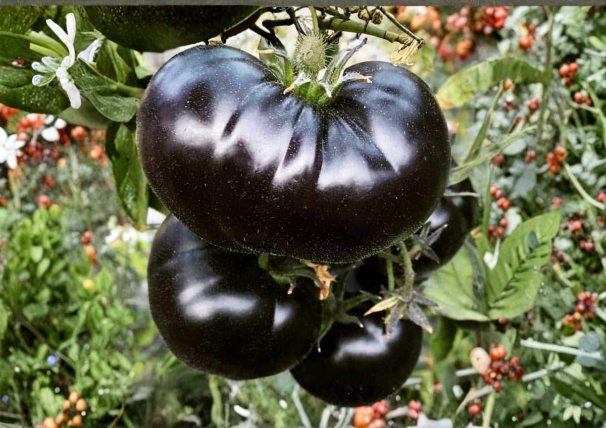30+ Ananas Noire Tomato Seeds | Black Pineapple Heirloom Multicolor Fruit | Gourmet Vegetable Seeds for Garden Planting