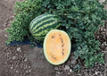 Mountain Sweet Orange Watermelon Seeds - Heirloom Non-GMO Fruit Seeds for Garden Planting, Juicy Orange Flesh Melon