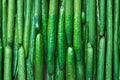 Southern Delight Cucumber Seeds, Japanese Heirloom, High Yield, Long Green Fruits, Easy Grow, Salad and Fresh Eating
