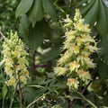 White Buckeye Tree Bare Root Plant | Aesculus | Ornamental Tree with White Flowers & Fall Foliage