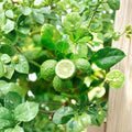 5 Kaffir Lime Cuttings Citrus hystrix Aromatic Citrus Tree