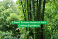 Dwarf Horsetail Plant Cuttings | Equisetum hyemale | Bamboo-like, Living Fossil, Moist Soil, Water Garden, Pond Plant