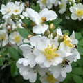 White Climbing Rose Plant | Fragrant Vine, Bare Root, Rosa spp.