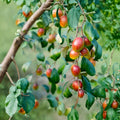 10 Cuttings Indian Jujube Ziziphus mauritiana Rooting Propagation Wood