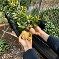 5 Cuttings Sapodilla Silas Wood Manilkara zapota Tropical Fruit Tree