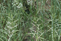 Sand Dropseed Seeds - 100 Count - Sporobolus cryptandrus - Drought Tolerant Perennial Grass for Prairie Restoration & Erosion Control