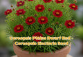Dwarf Red Coreopsis Seeds | Plains Coreopsis Tinctoria | Easy Grow Annual Flower | 250 Seeds