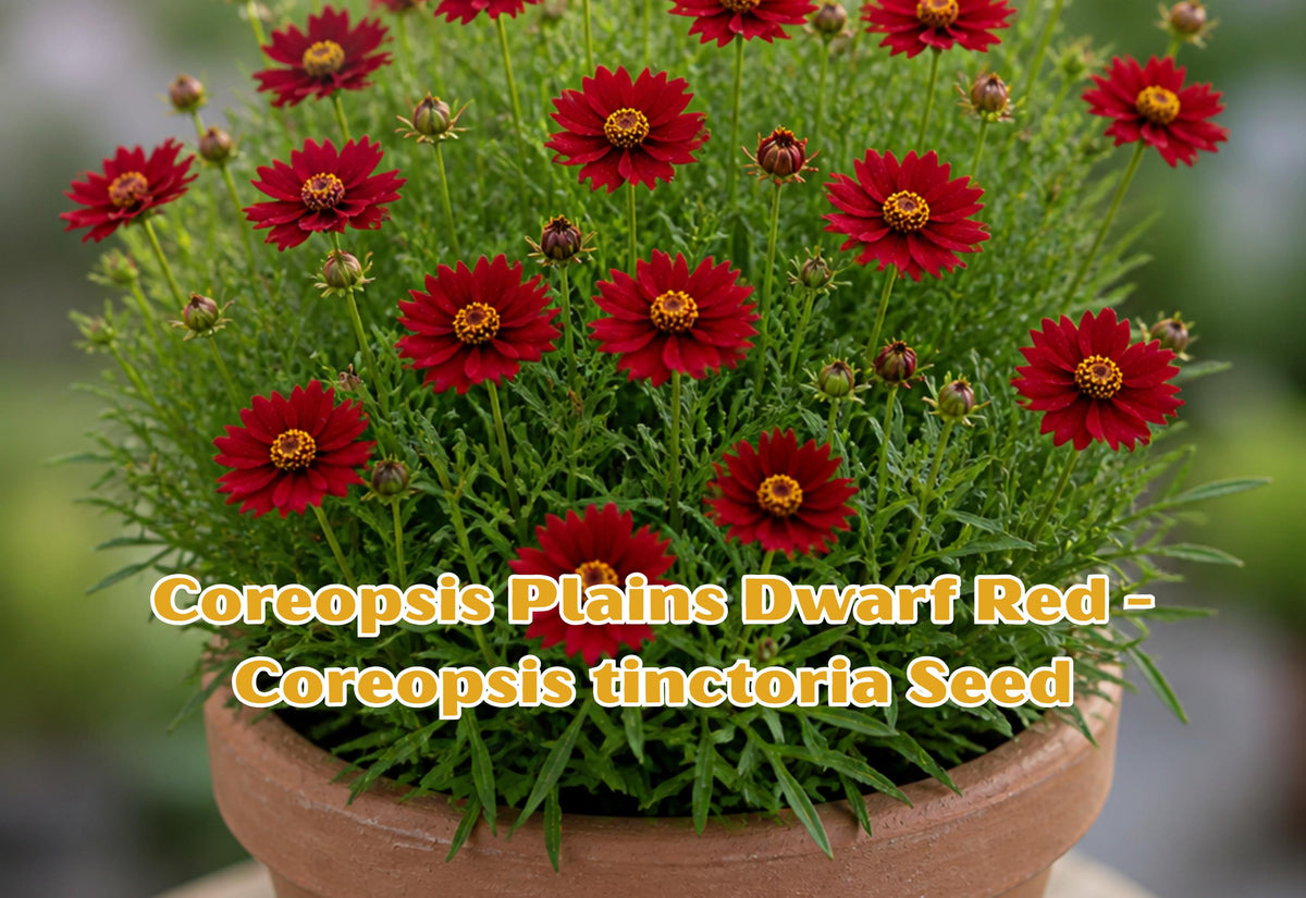 Dwarf Red Coreopsis Seeds | Plains Coreopsis Tinctoria | Easy Grow Annual Flower | 250 Seeds