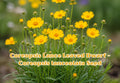 Dwarf Yellow Coreopsis Lanceolata Seeds | Perennial Wildflower Garden Plant | Bright Yellow Blooms | 50 Seeds