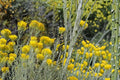 100 Seeds Rubber Rabbitbrush Ericameria nauseosa Native Shrub Drought Tolerant Ornamental Landscape