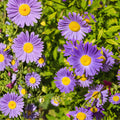 Tahoka Daisy Seeds | Native Wildflower | Purple Blooms | Drought Tolerant | Machaeranthera tanacetifolia | 100 Seeds