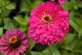 Rose Pink Zinnia Seeds (50) | Zinnia elegans Flower Seeds for Borders & Cut Flowers | Easy to Grow, Vibrant, Pollinator-Friendly