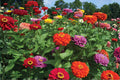 Dahlia Flowered Zinnia Seeds (50) | Large Double Bloom Mix | Vibrant Colors | Zinnia elegans Flowering Annual