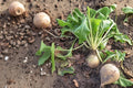 White Albino Beet Seeds – Organic Heirloom Non-GMO, Sweet Mild Flavor, No Stain, High Yield, Unique White Roots, Beta vulgaris