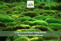 1 Sq Ft Live Sheet Moss Green Terrarium Groundcover Natural Indoor Outdoor