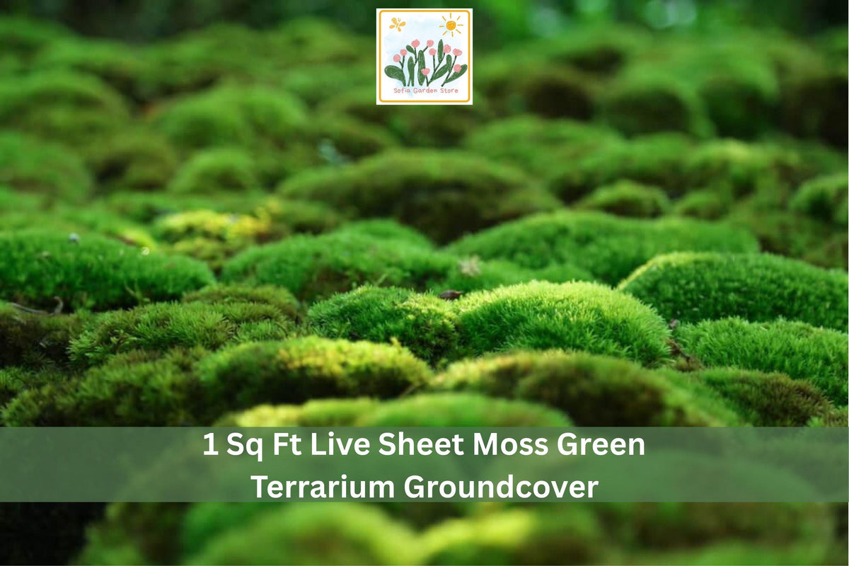1 Sq Ft Live Sheet Moss Green Terrarium Groundcover Natural Indoor Outdoor