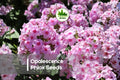 Opalescence Phlox Seeds - Perennial Pink Flower, Butterfly & Pollinator Friendly, Phlox paniculata, 100 Seeds