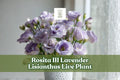 Rosita III Lavender Lisianthus Live Plant | Eustoma grandiflorum Starter Plug for Containers & Garden