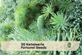 Keteleeria fortunei Seeds – Evergreen Conifer Tree for Landscaping, Garden, and Outdoor Growth