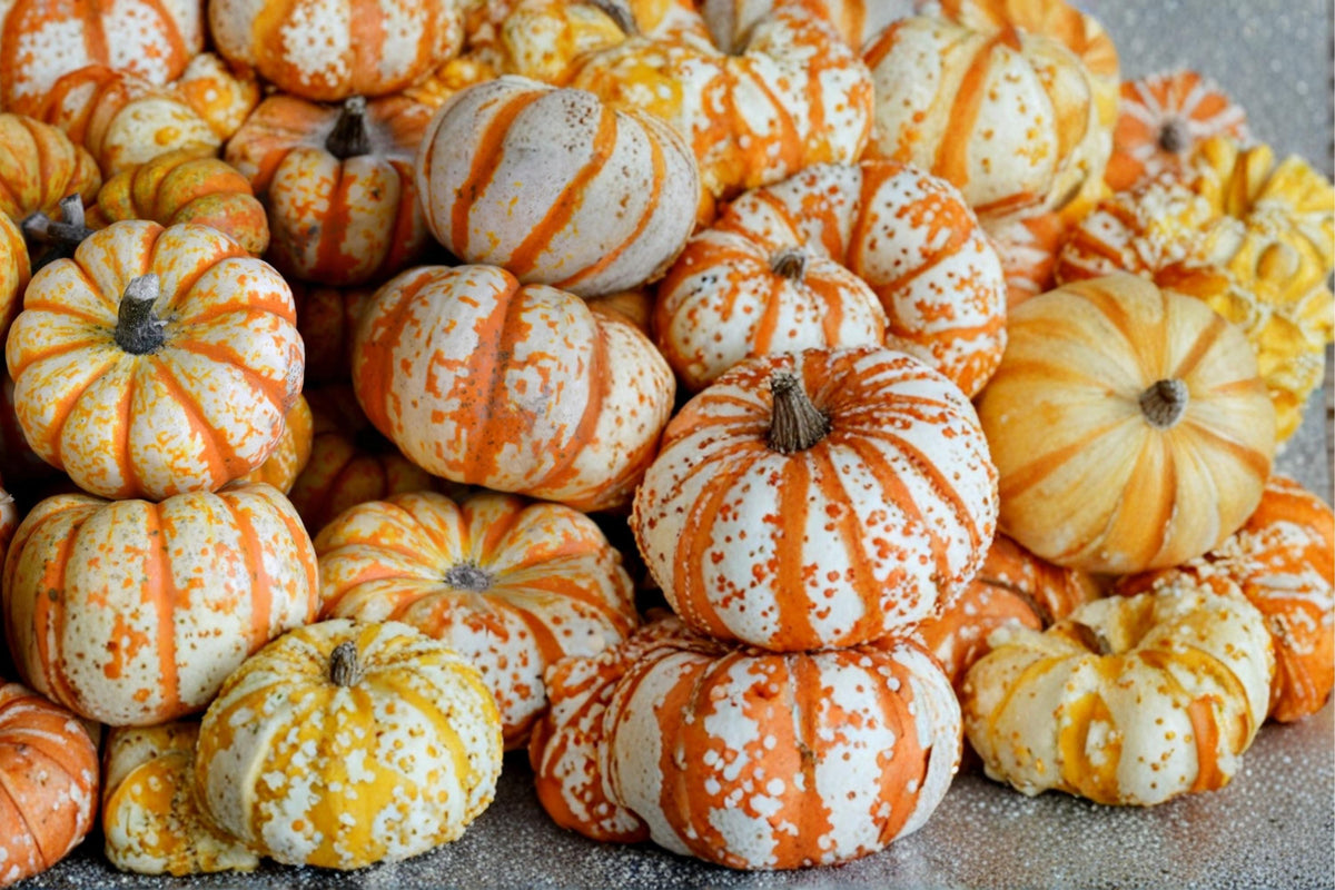 10 Seeds Striped Pumpkin Cucurbita pepo Heirloom Ornamental Edible