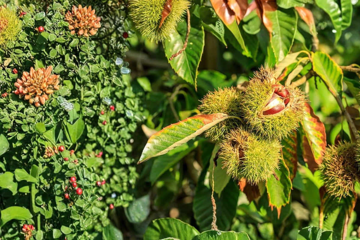 10 Seeds Chinese Chestnut Tree Castanea mollissima Edible Nut Shade Tree