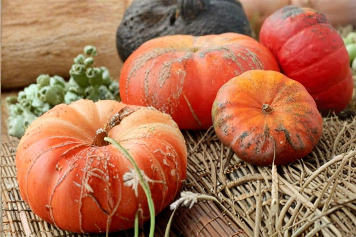 10 Seeds Rouge Vif d'Etampes Pumpkin