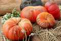 Rouge Vif Pumpkin Seeds - 10 Heirloom Seeds - Deep Red-Orange Fruit - Cucurbita maxima - Annual Culinary & Ornamental Variety