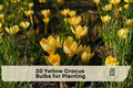 20 Yellow Crocus Bulbs for Planting, Early Spring Blooming, Golden Yellow Flowers, Crocus (Crocus)