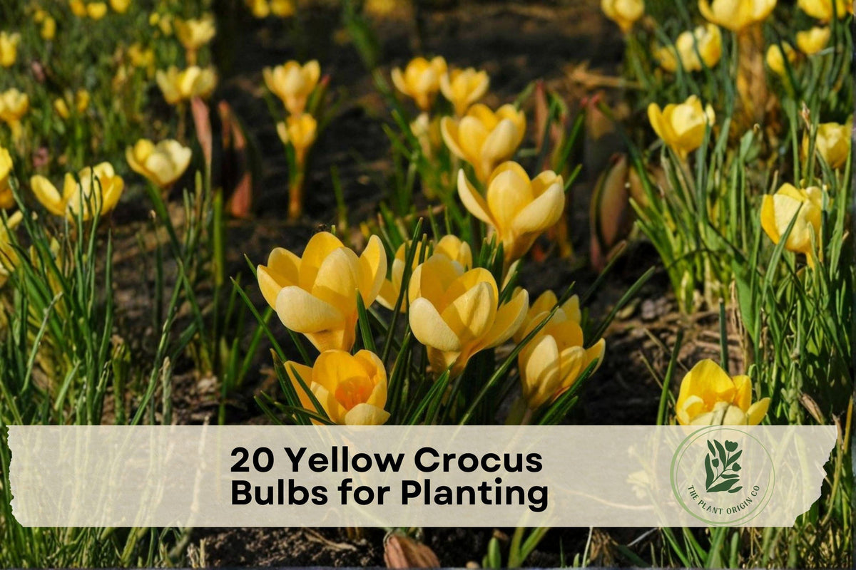 20 Yellow Crocus Bulbs for Planting, Early Spring Blooming, Golden Yellow Flowers, Crocus (Crocus)