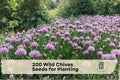 200 Wild Chives Seeds - Allium schoenoprasum Herb Seeds for Cooking, Garnishing, Indoor & Outdoor Gardens
