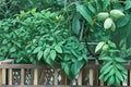 Butternut Tree Seeds - 5 Pack - Juglans cinerea - Edible Nut Tree for Gardens - Deciduous Landscape Plant