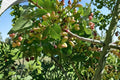 5 Seeds Pistachio Tree Pistacia vera Edible Nut Deciduous Fruit Tree