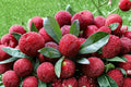 10 Seeds Yumberry Tree Myrica rubra Chinese Bayberry