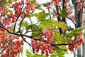 10 Seeds Pink Shower Tree Cassia grandis Ornamental Flowering Tropical Tree